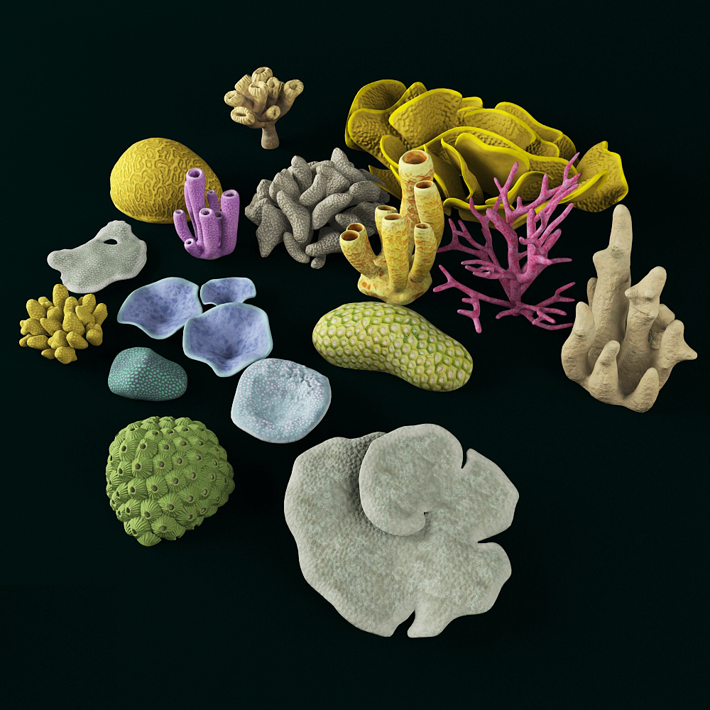 coral polyps max