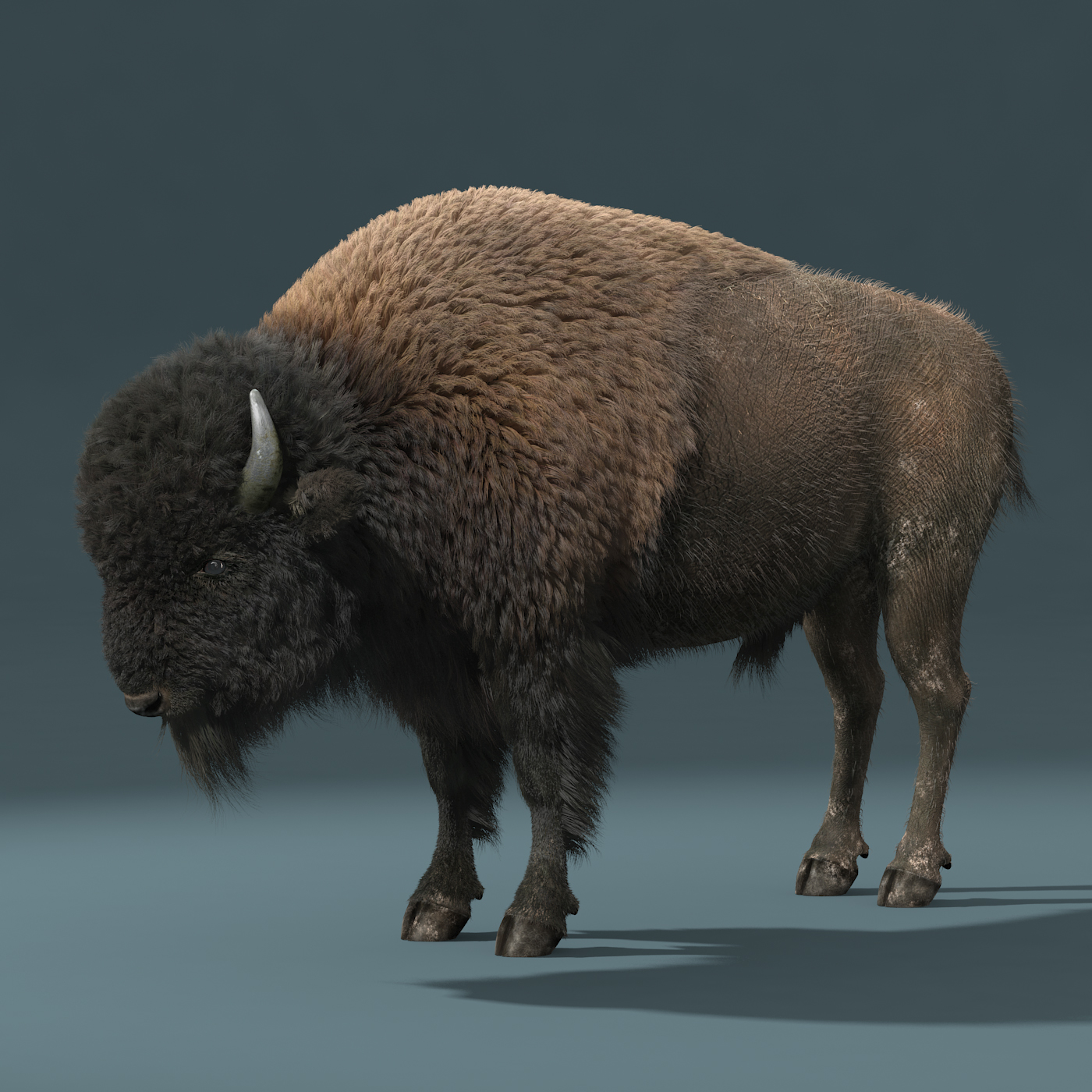 american bison fur animation 3d max