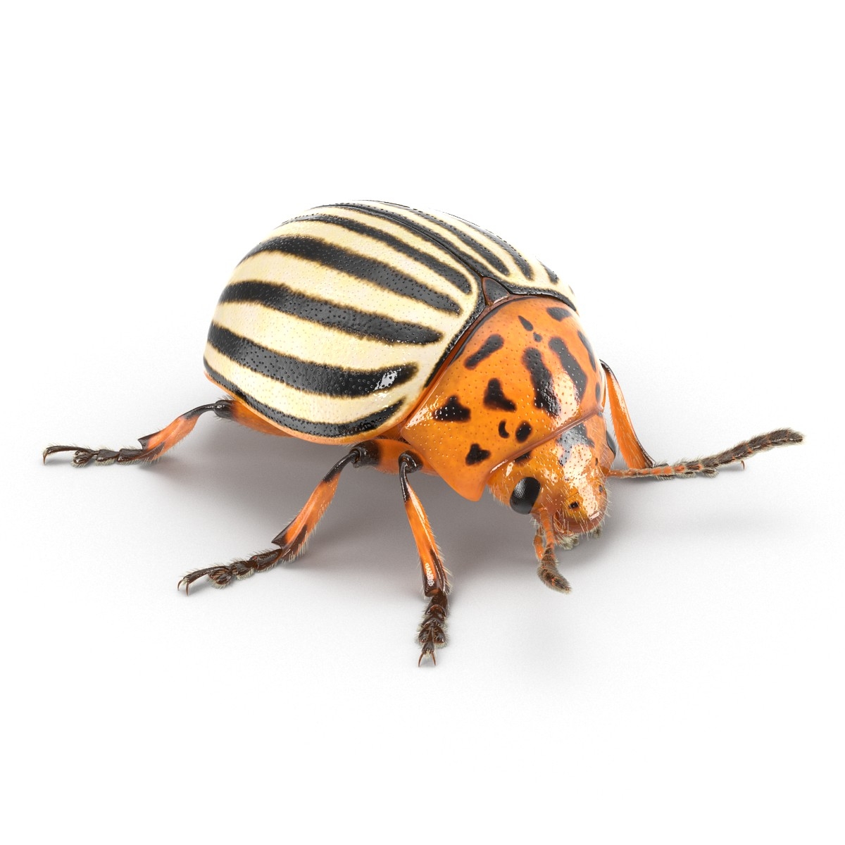 3d colorado potato beetle fur model