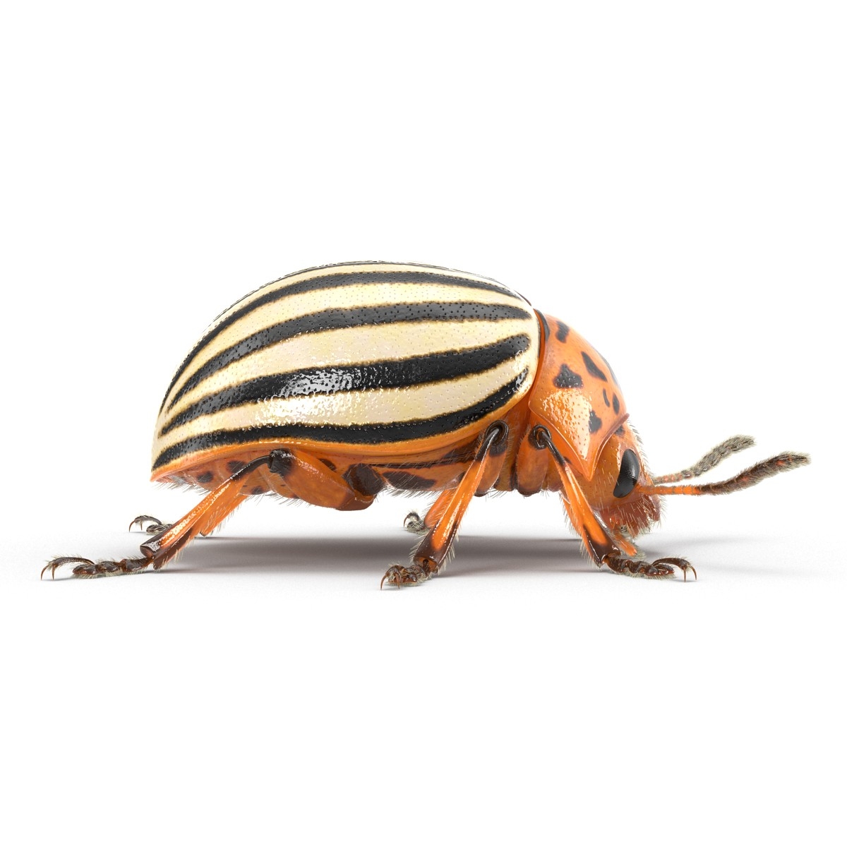 3d colorado potato beetle fur model