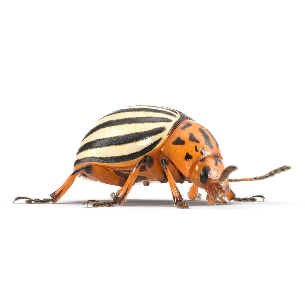 3d colorado potato beetle fur model