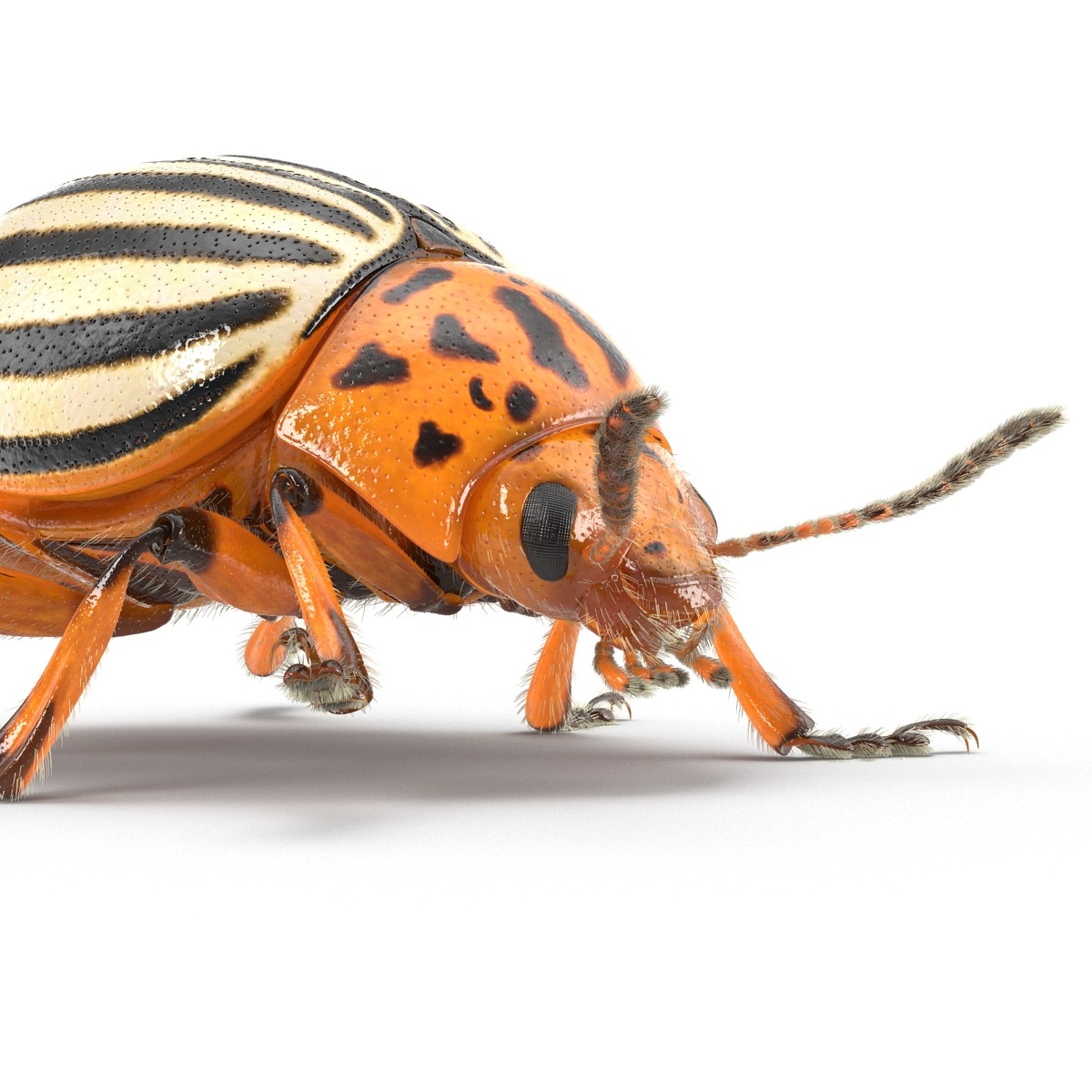 3d colorado potato beetle fur model