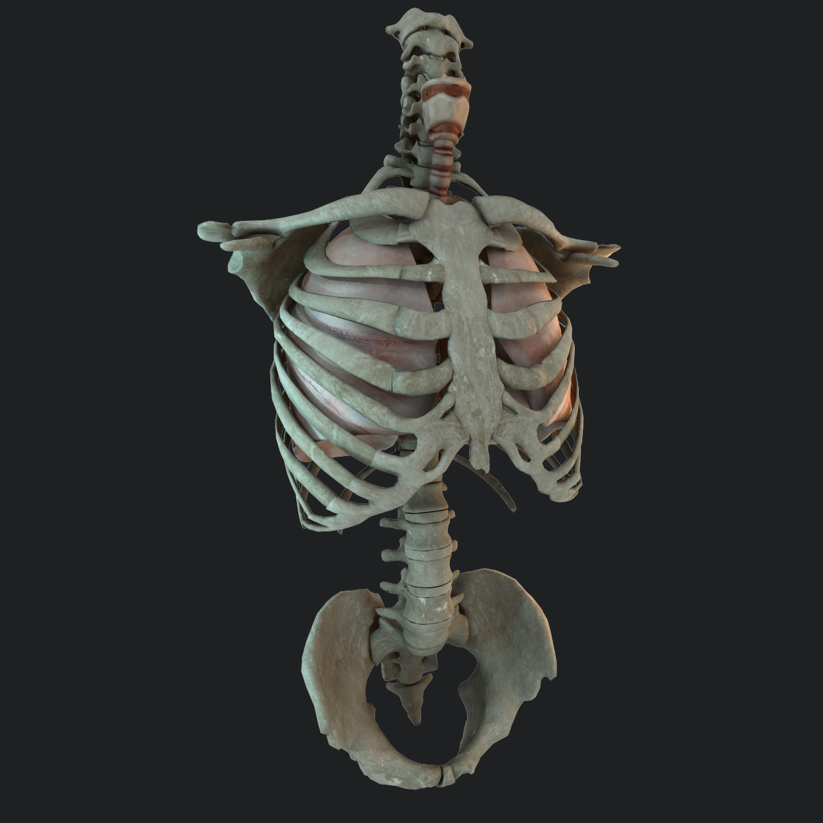 人肺和躯干骨骼3d模型