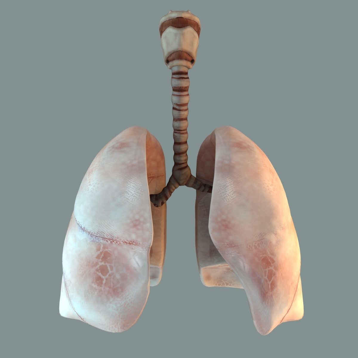 人肺和躯干骨骼3d模型