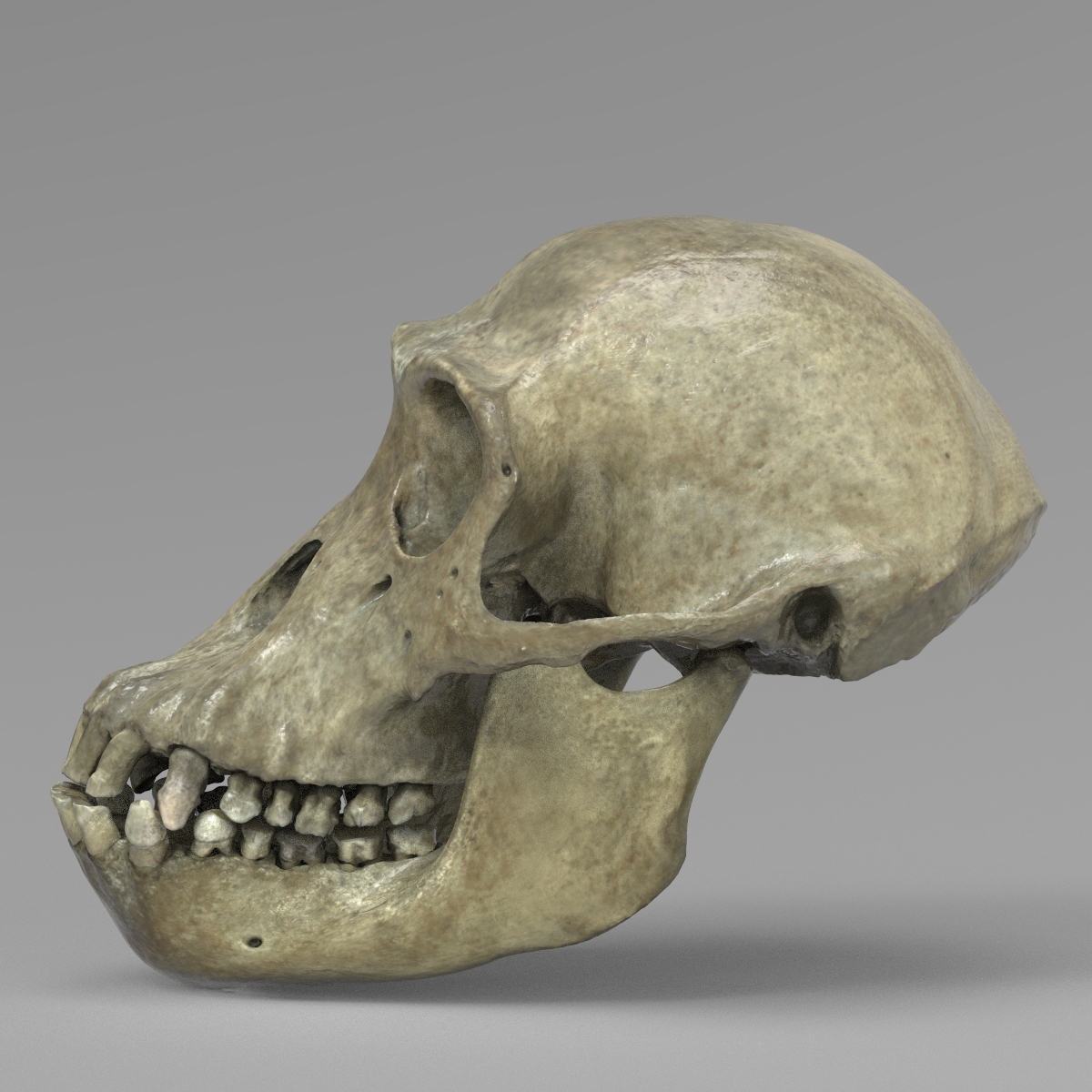 黑猩猩头骨3d模型