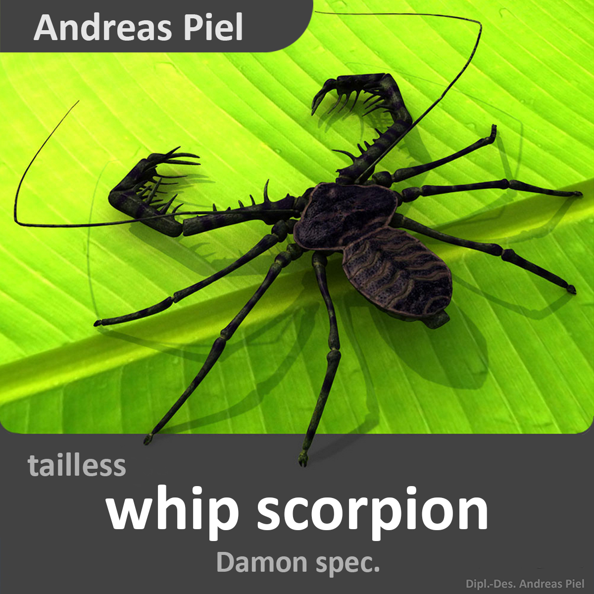 tailless whip scorpion