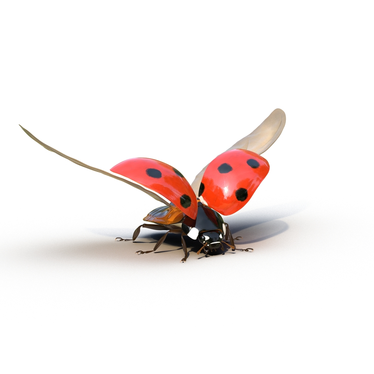 飞行瓢虫为玛雅人索具3d模型