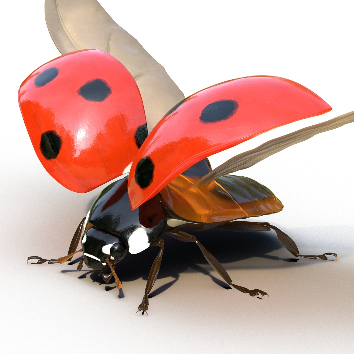 3d model flying ladybug rigged