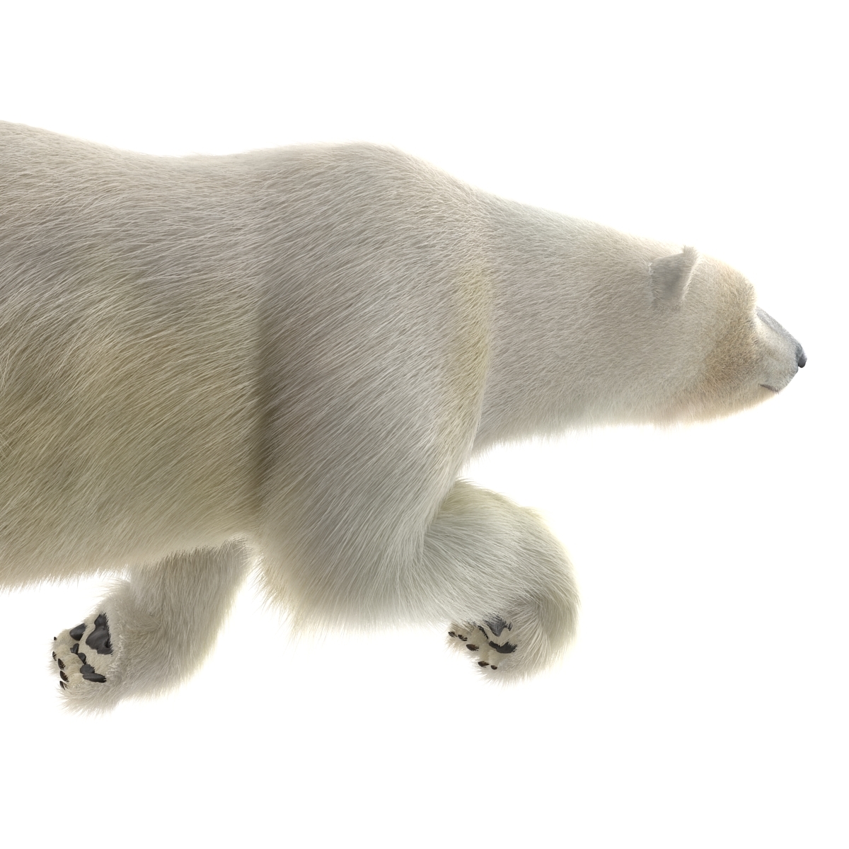 3d model polar bear fur swimming