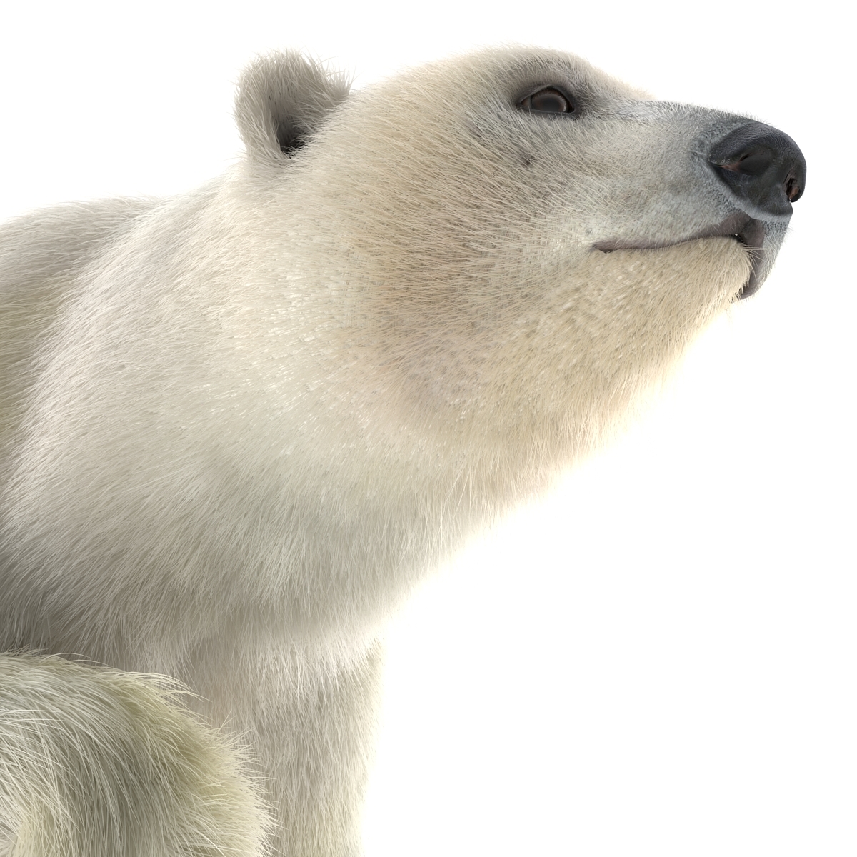 3d model polar bear fur swimming