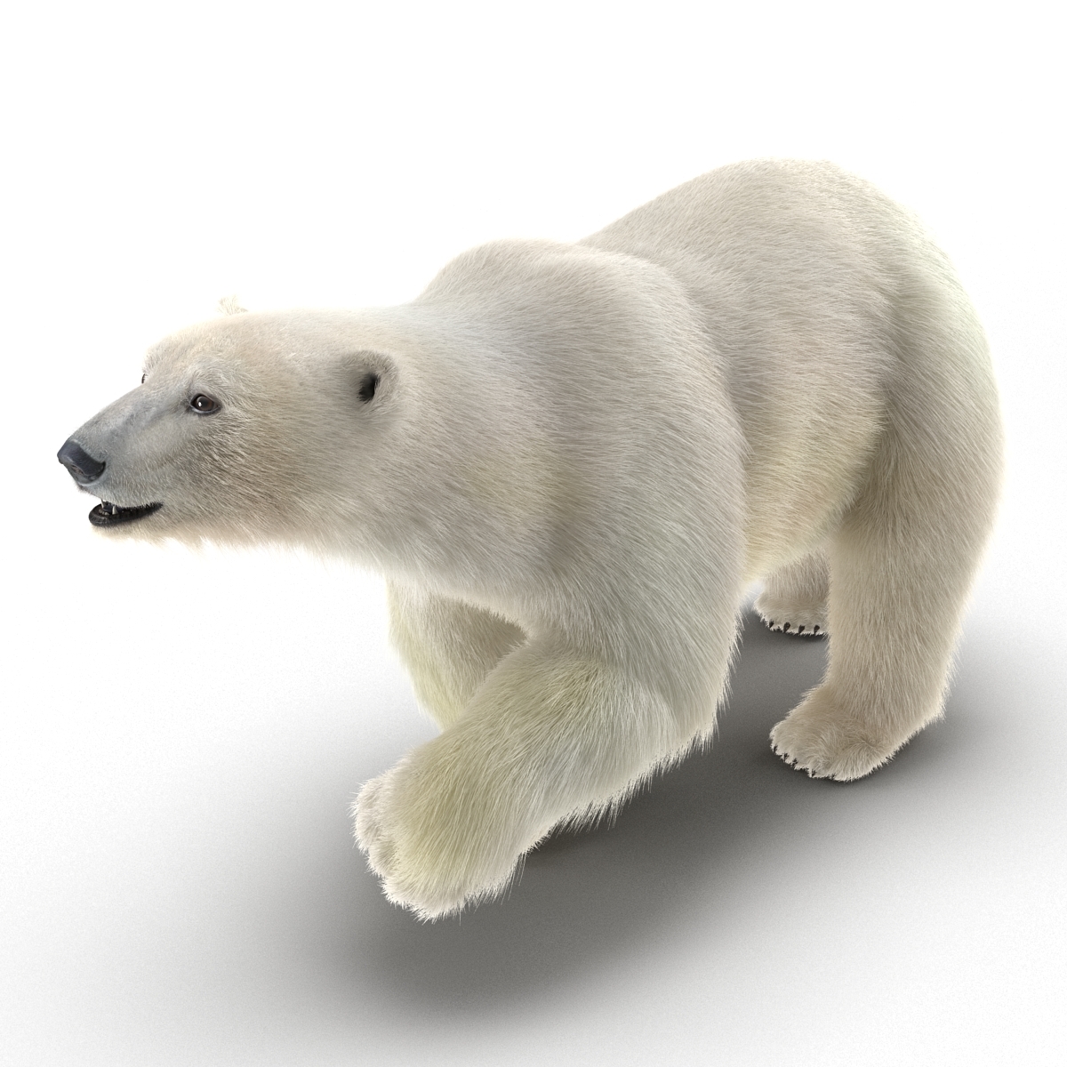 polar bear fur rigged max