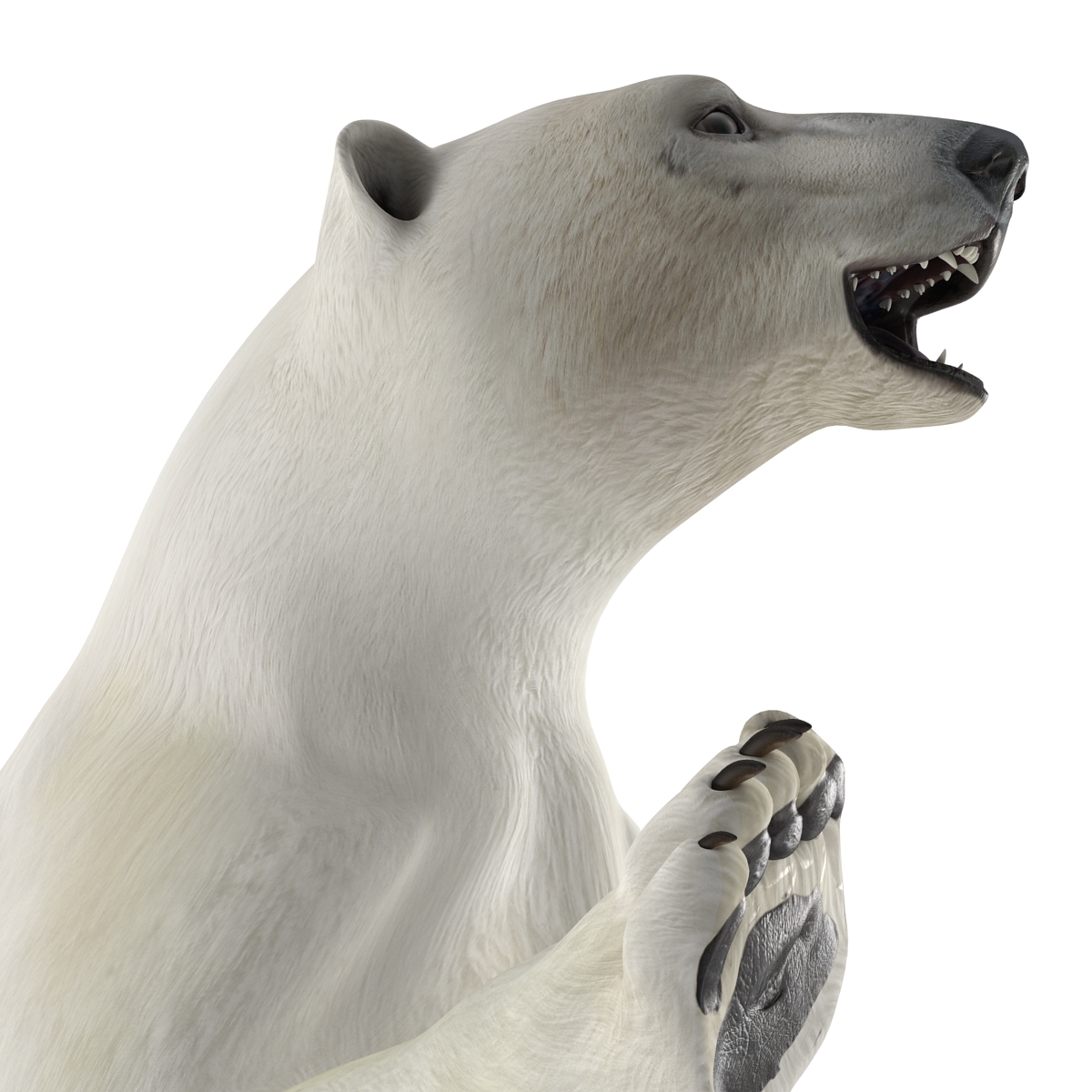 polar bear pose 3 3d model
