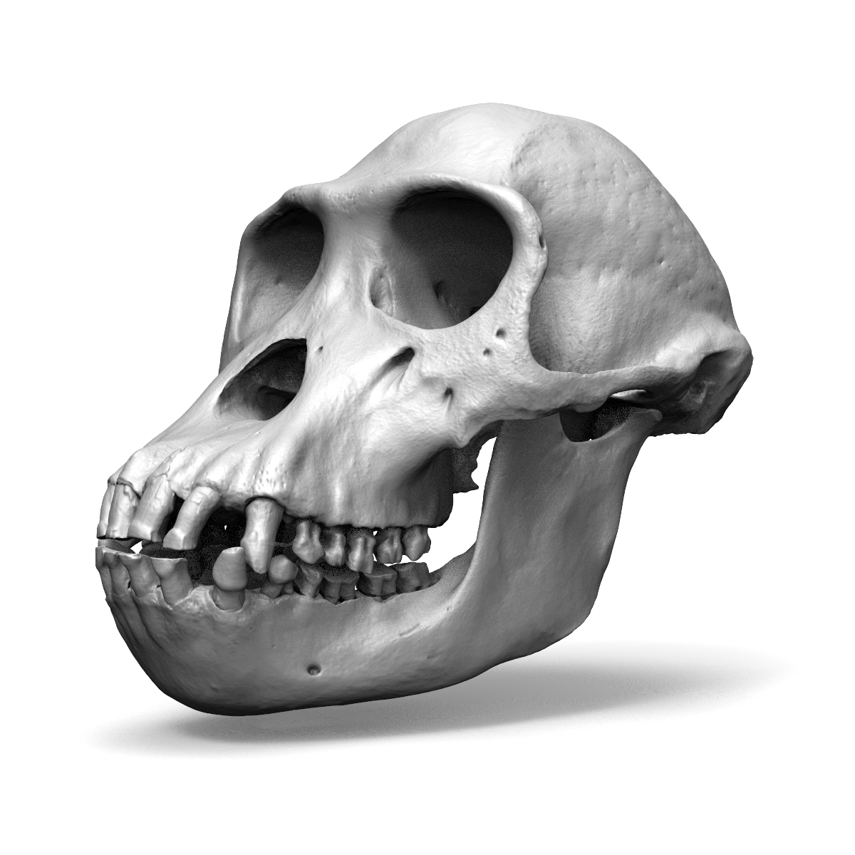 黑猩猩头骨3d模型