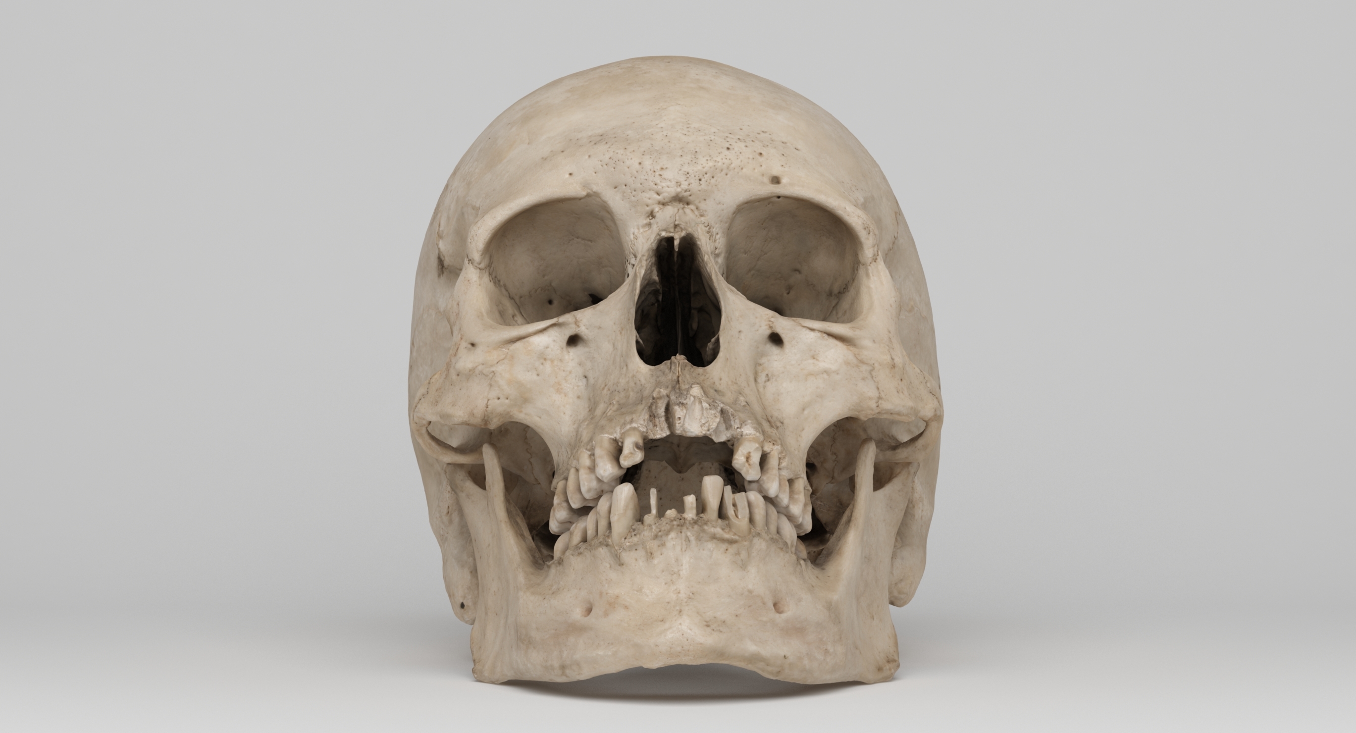 real human skull 3d scan 02