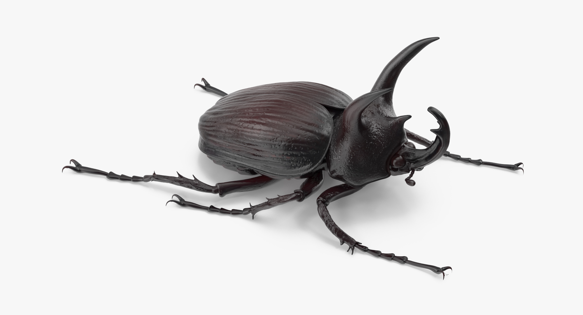 rhinoceros beetle pose 02