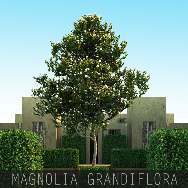 5 magnolia grandiflora