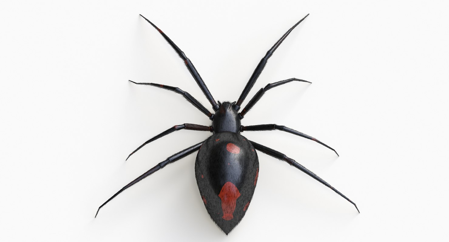 black widow spider