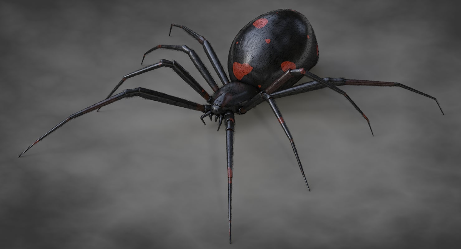 black widow spider