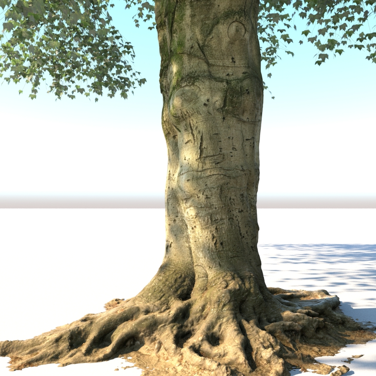 realistic old tree max