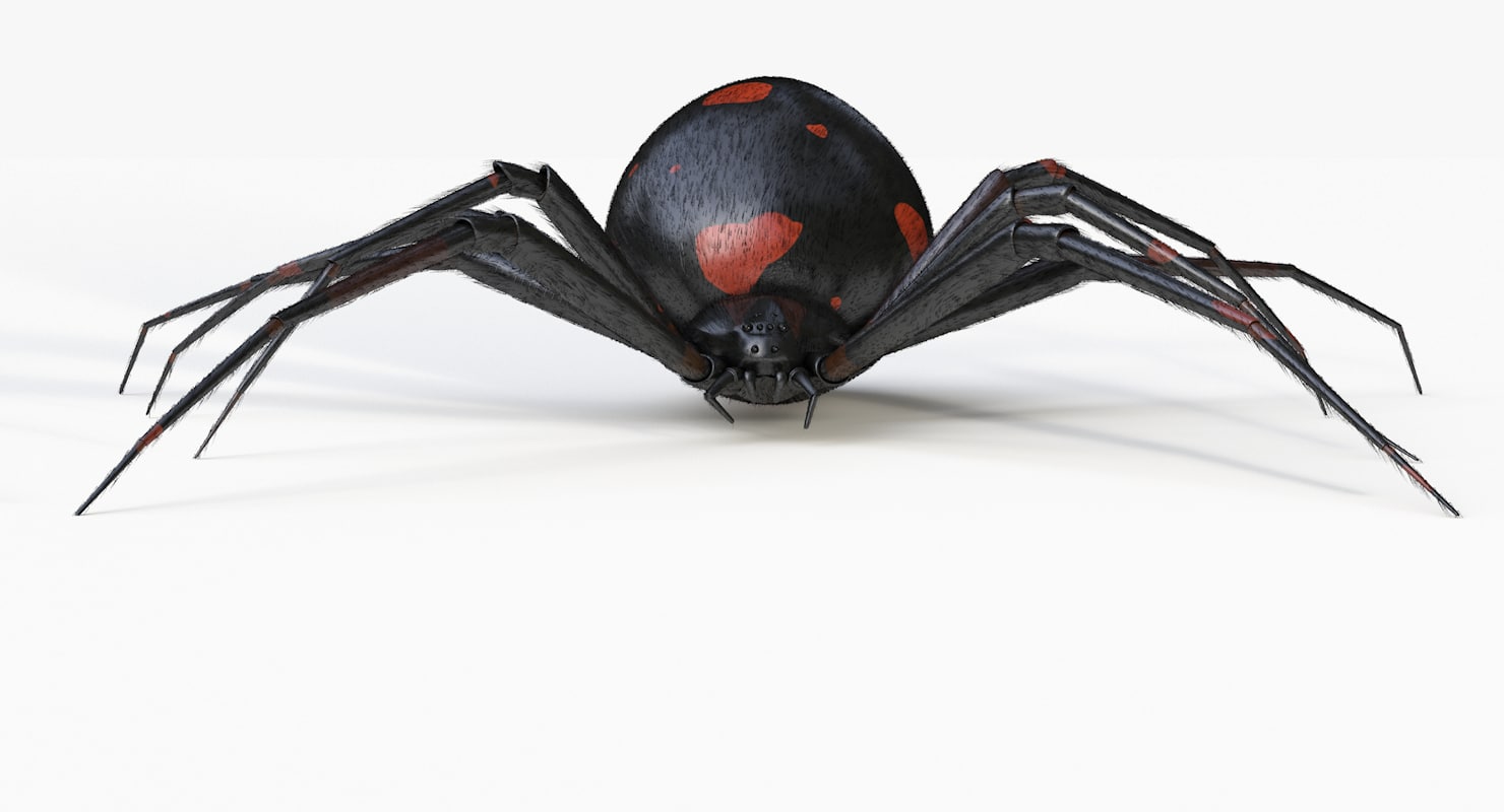 black widow spider