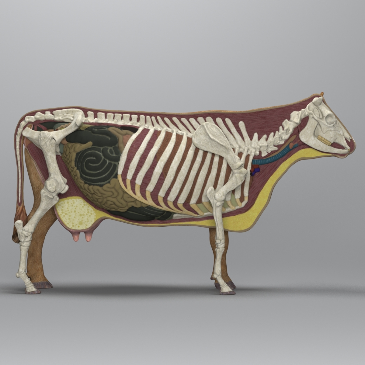 牛解剖学3d模型