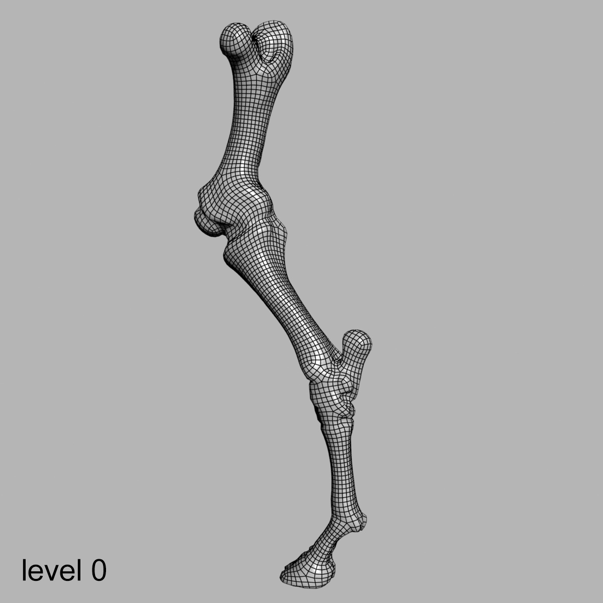 牛解剖学3d模型