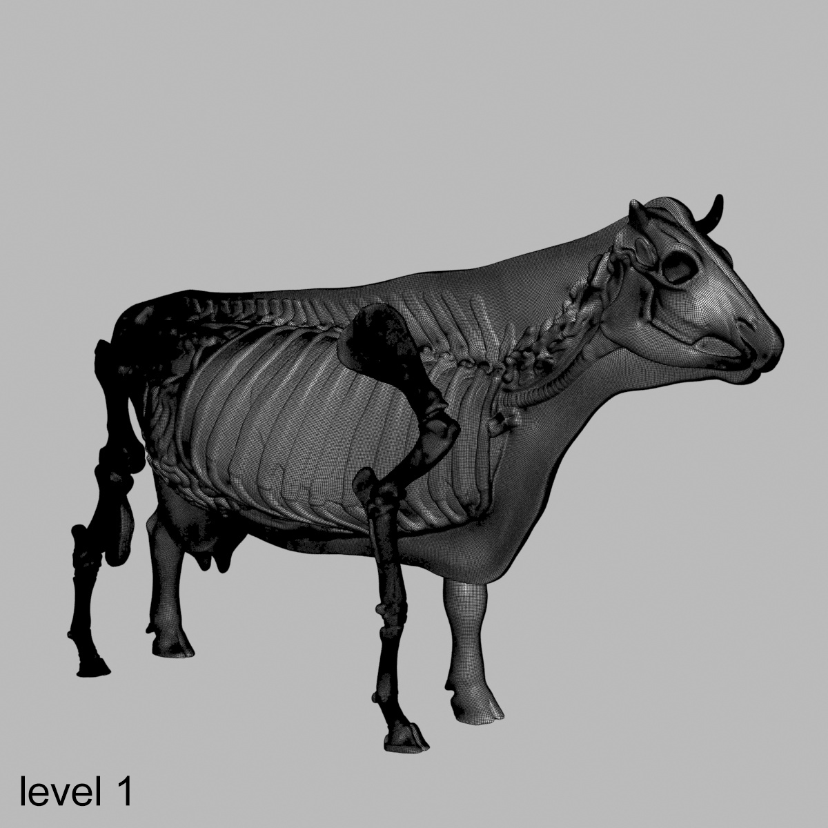 牛解剖学3d模型