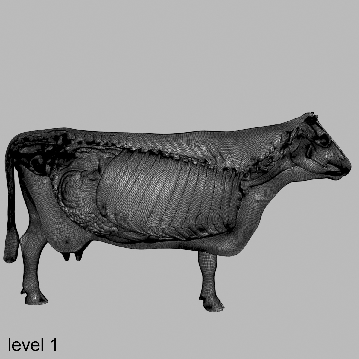 牛解剖学3d模型