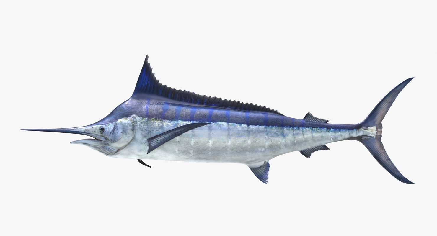 blue marlin rigged