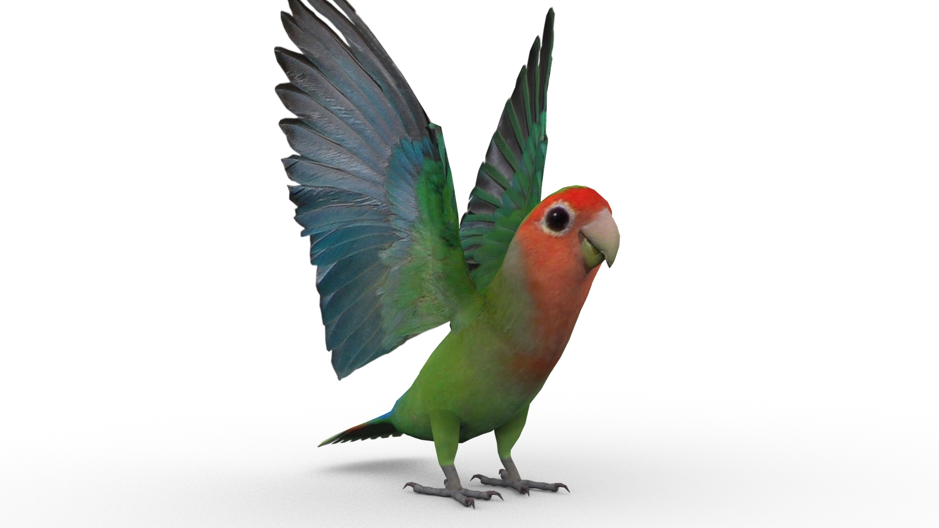 lovebird animations max
