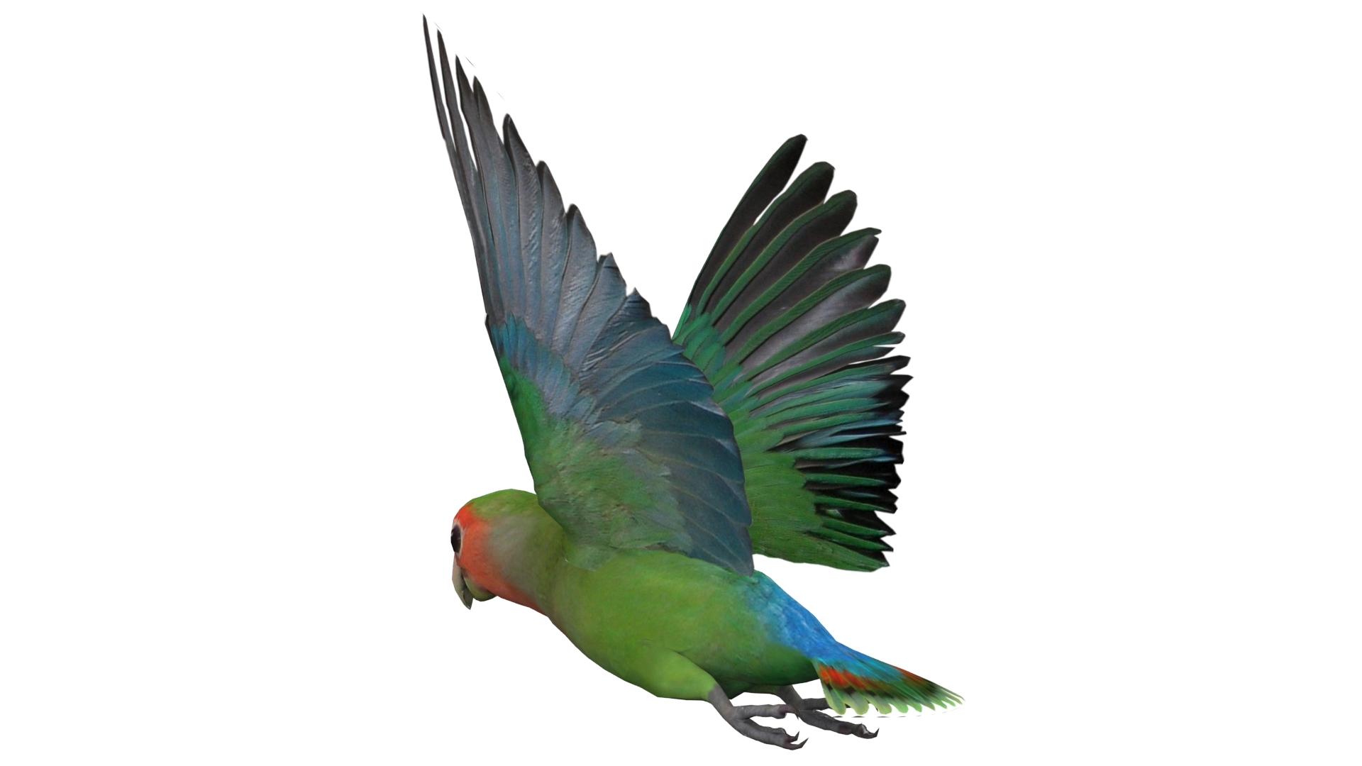 lovebird animations max