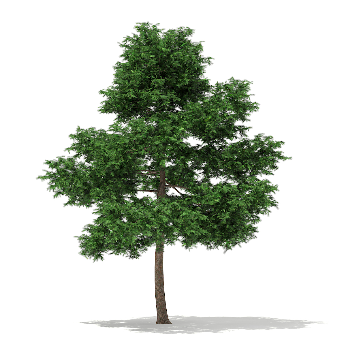 3d scots pine tree pinus