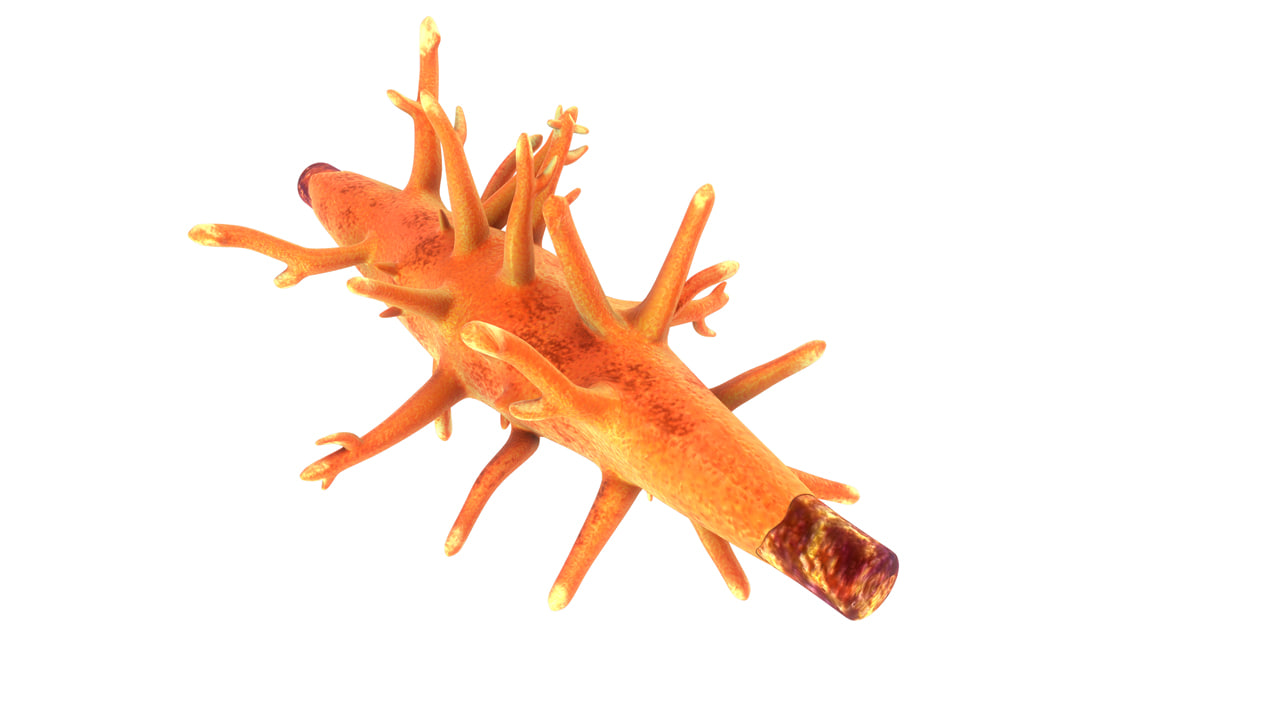 spongilla