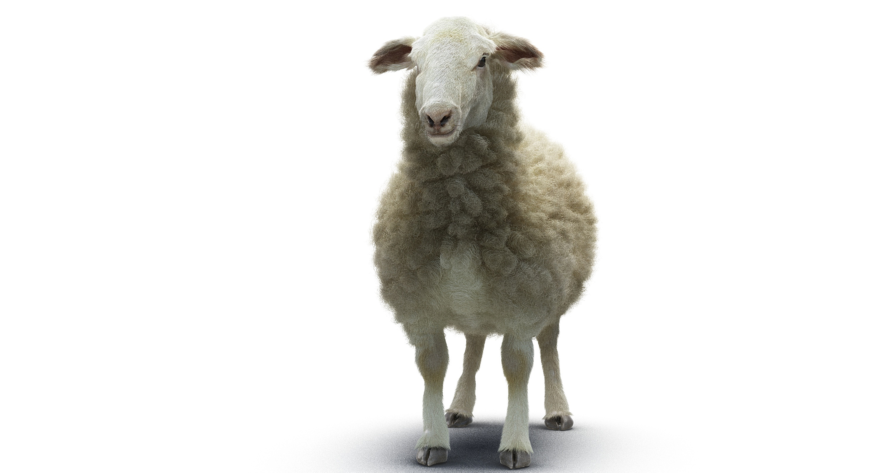 3d model of sheep realistic