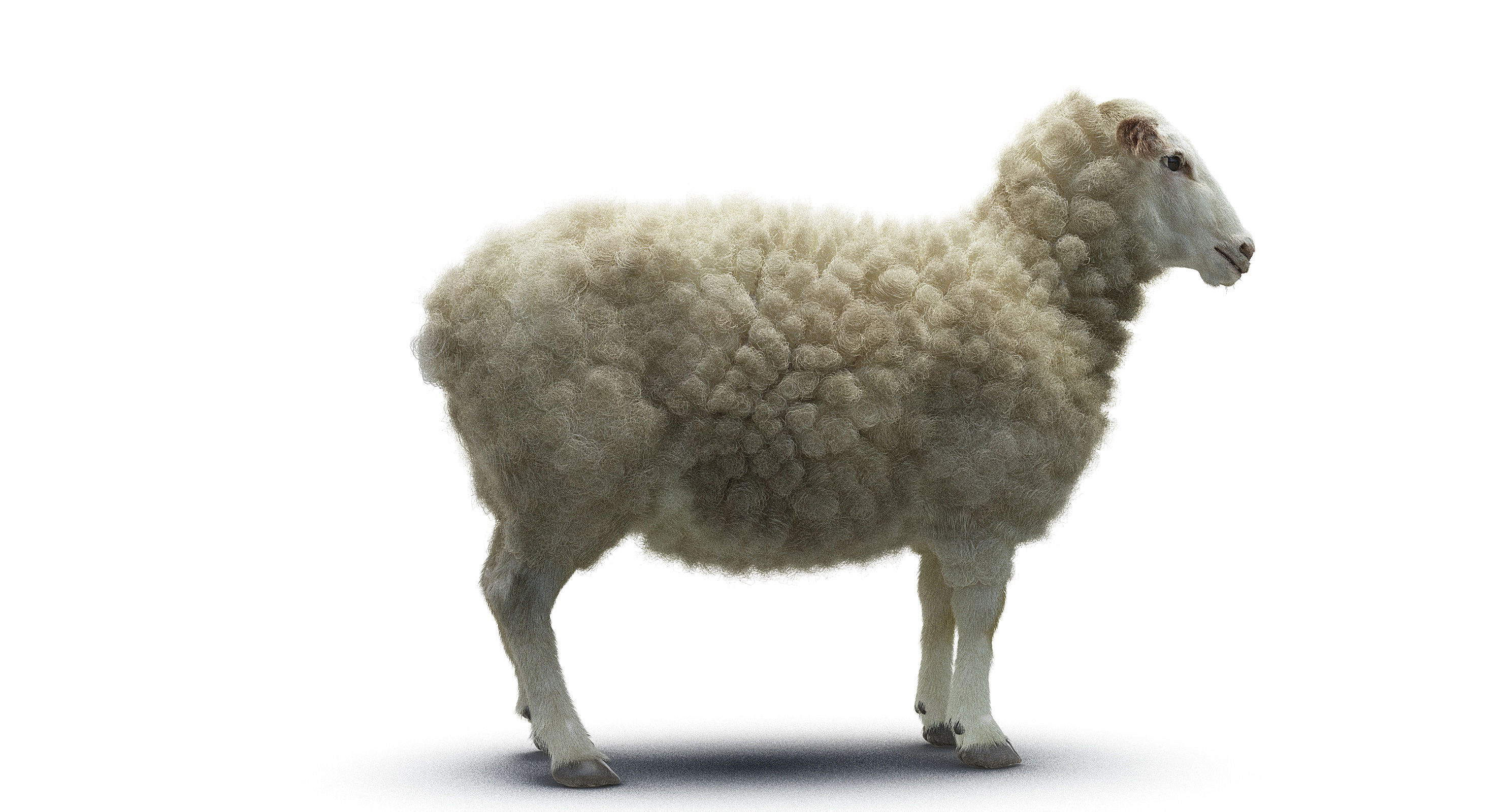 3d model of sheep realistic