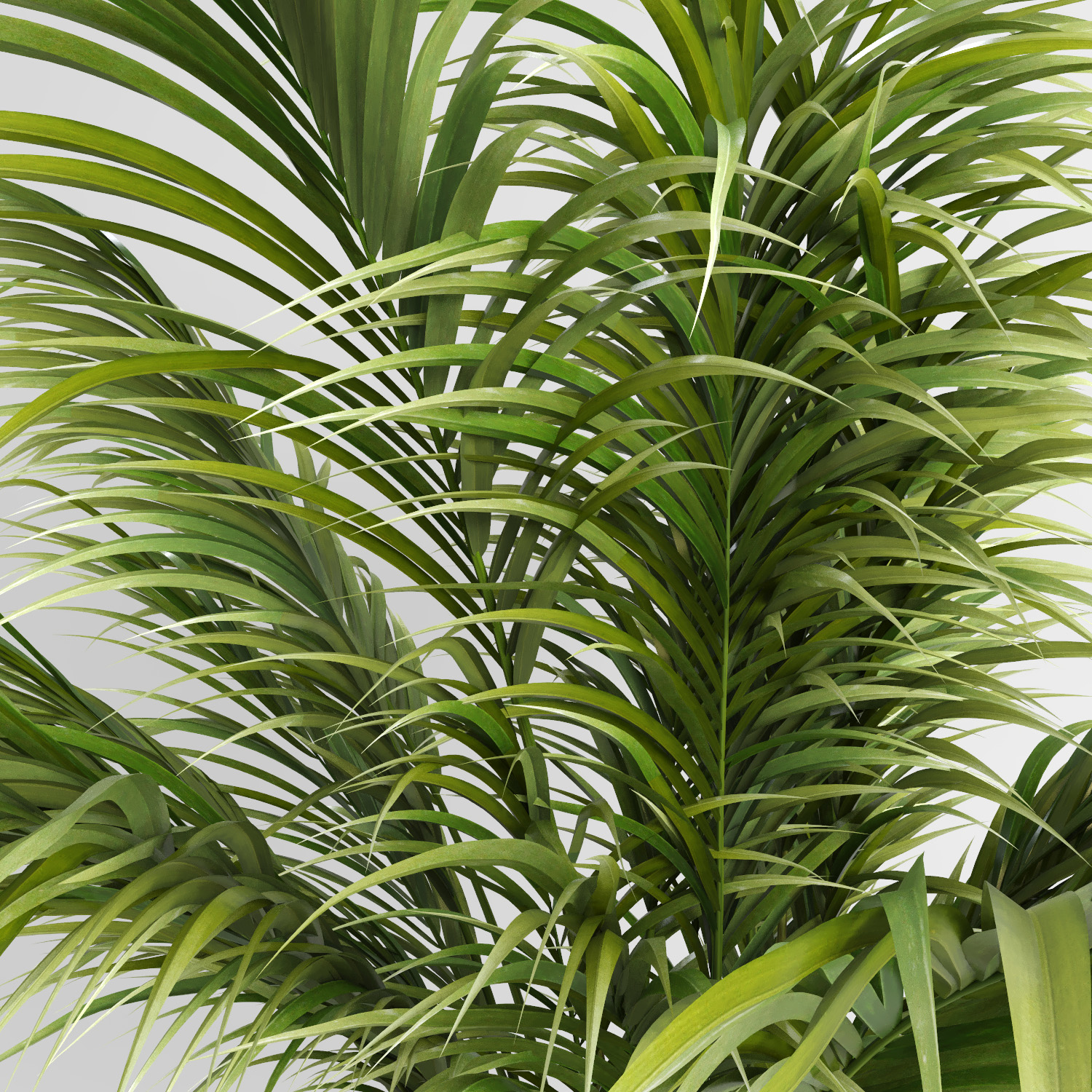 3d model areca palm trees plant