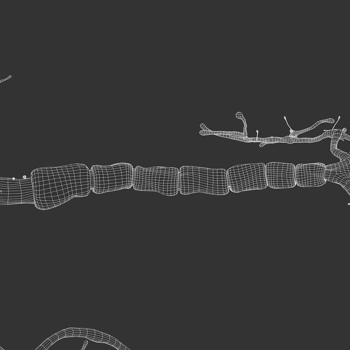 neuron synapses myelin 3d model