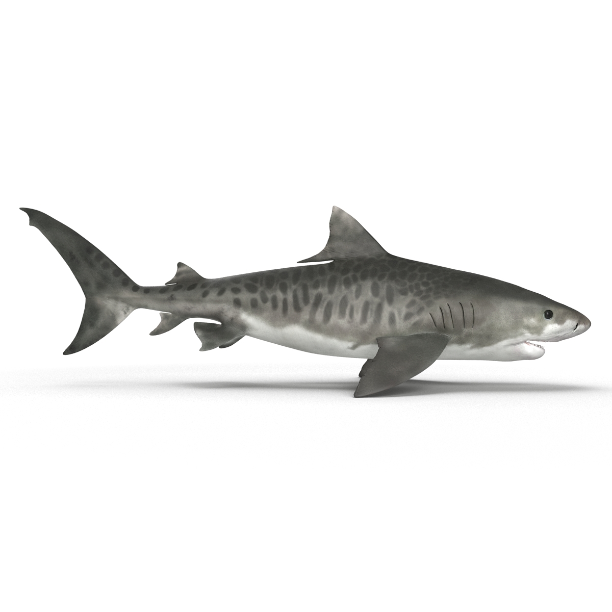 tiger shark rigged for cinema 4d