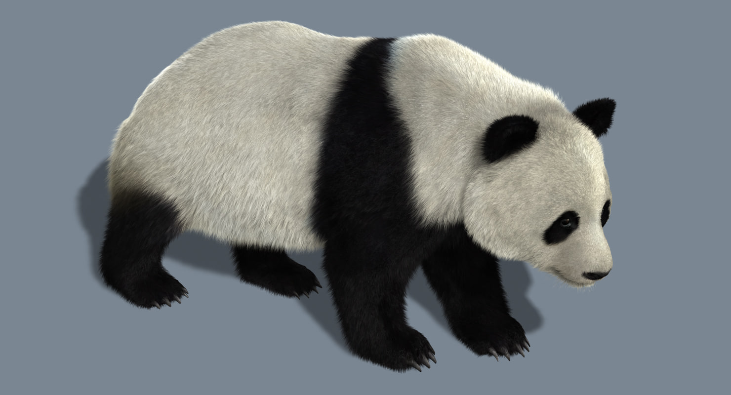 giant panda(2(fur)