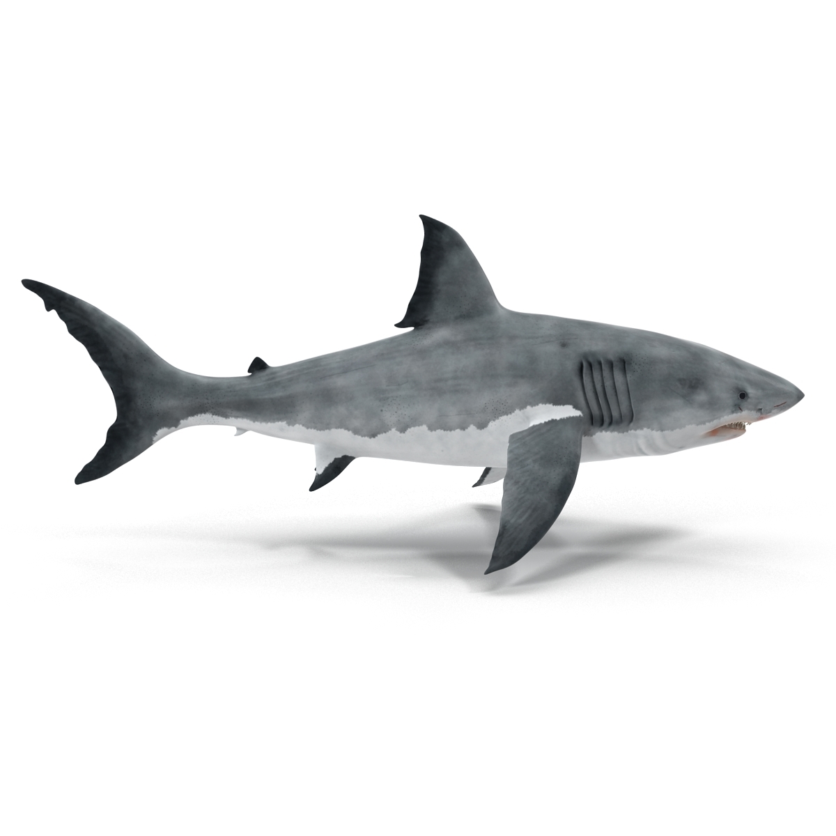 great white shark rigged for maya