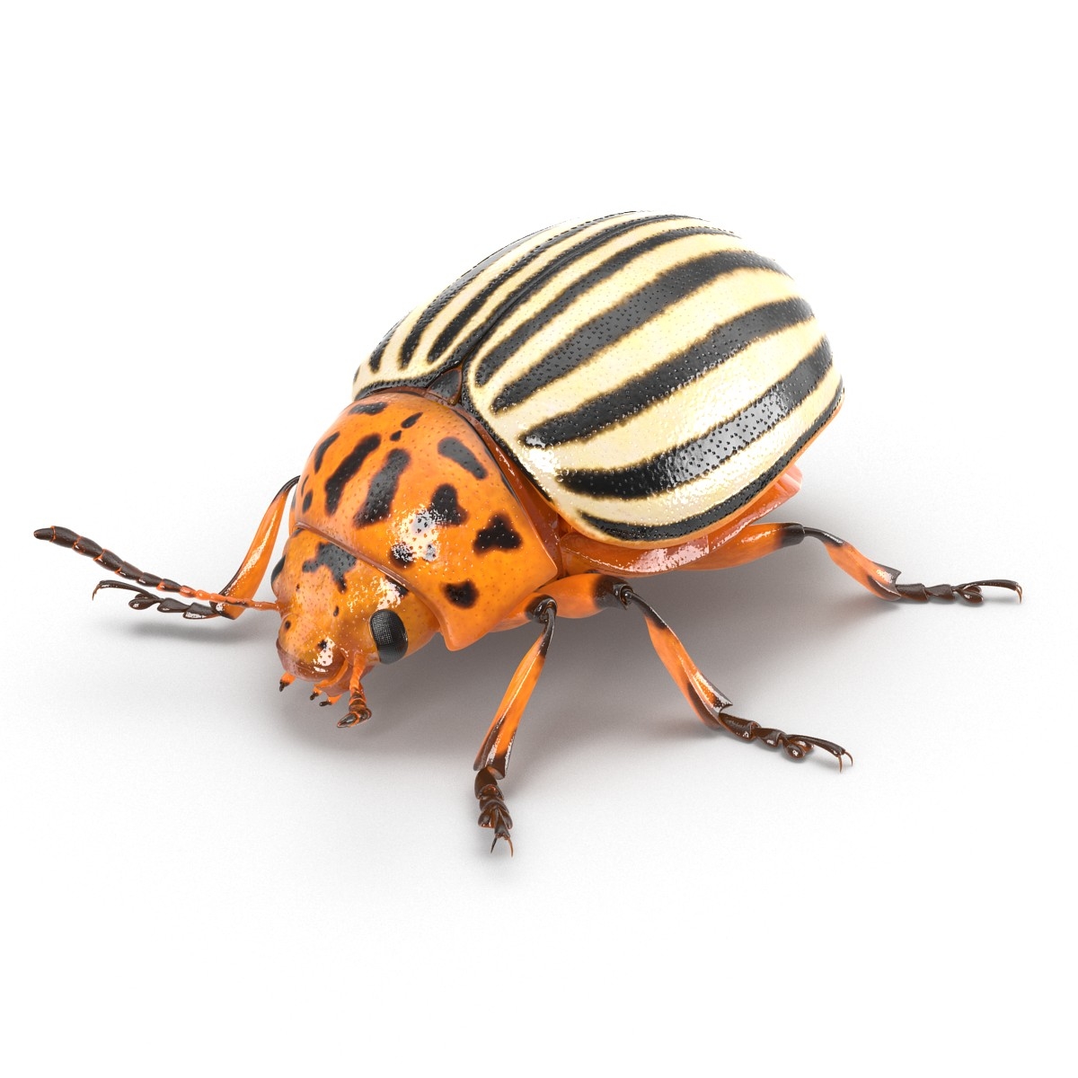 3d model colorado potato beetle rigged