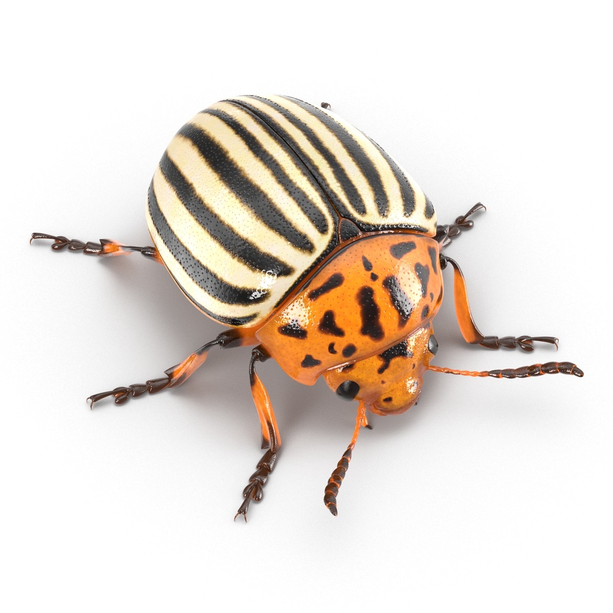 3d model colorado potato beetle rigged