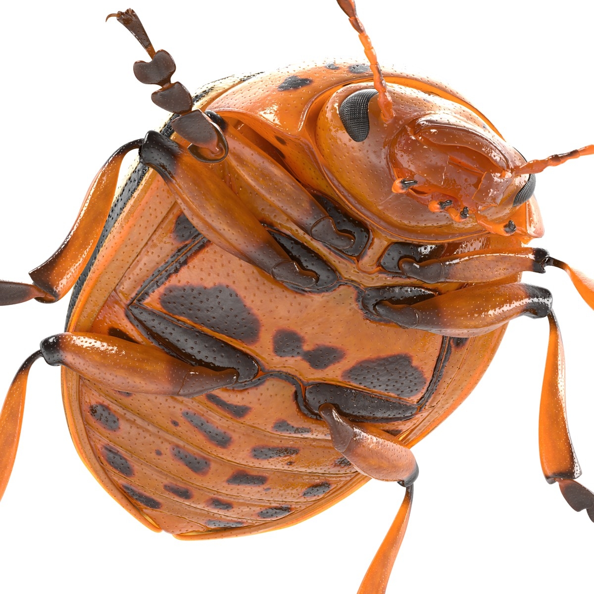 3d model colorado potato beetle rigged