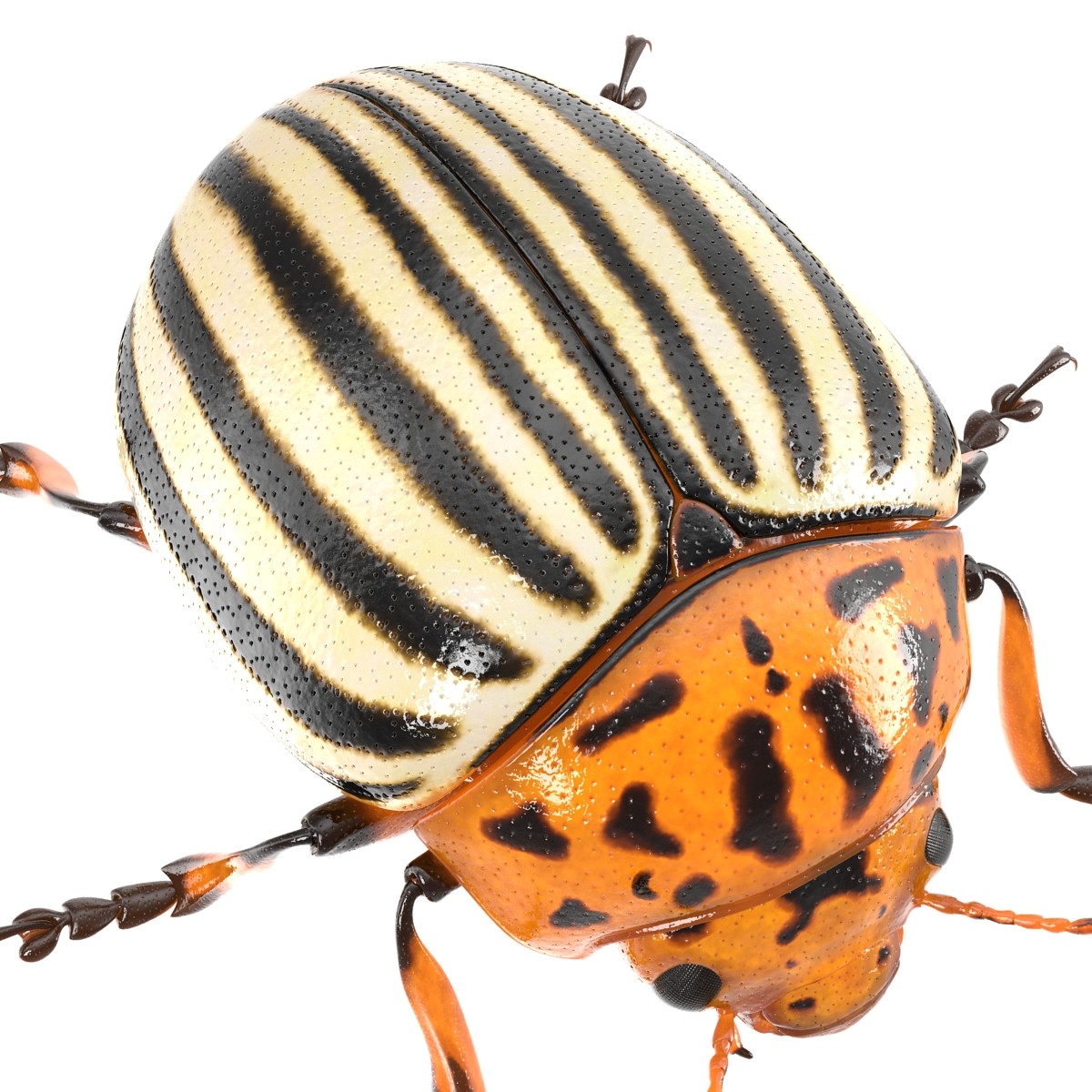 3d model colorado potato beetle rigged