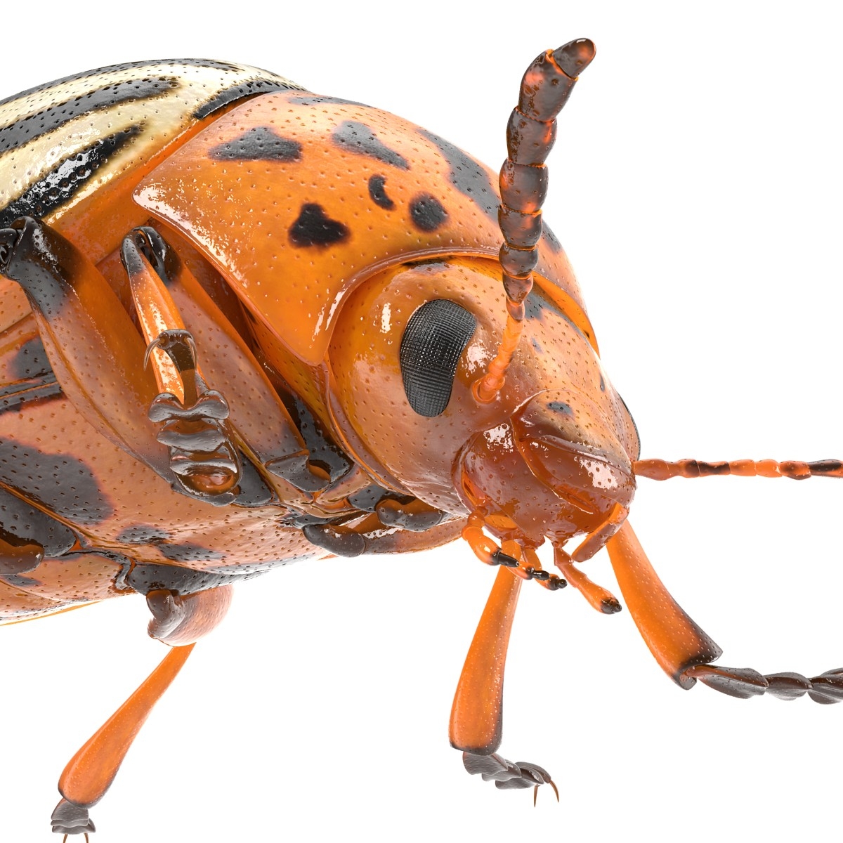 3d model colorado potato beetle rigged