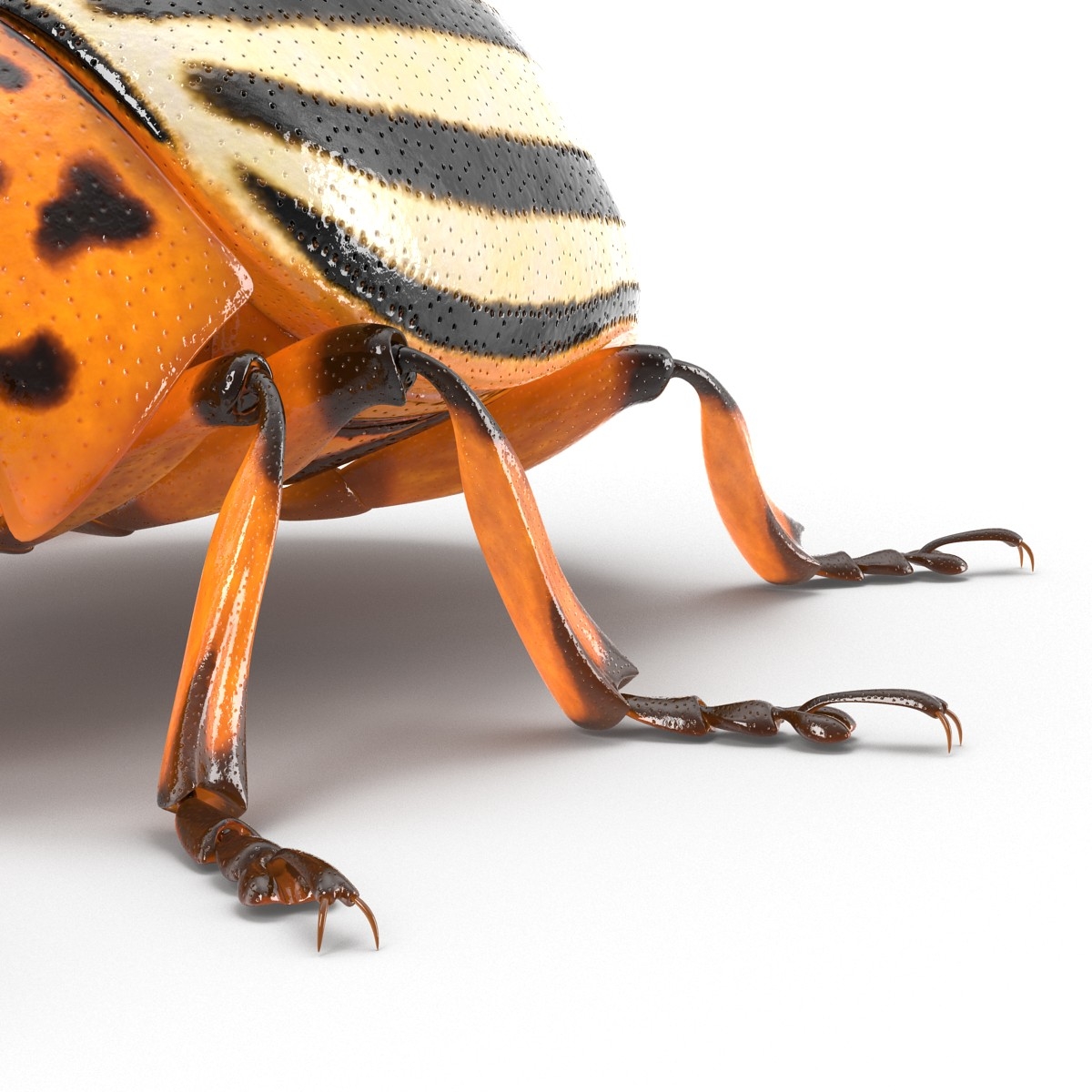 3d model colorado potato beetle rigged