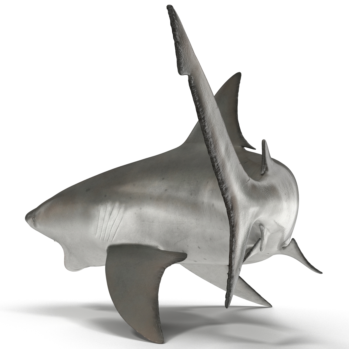 公牛鲨为玛雅人装备3d模型