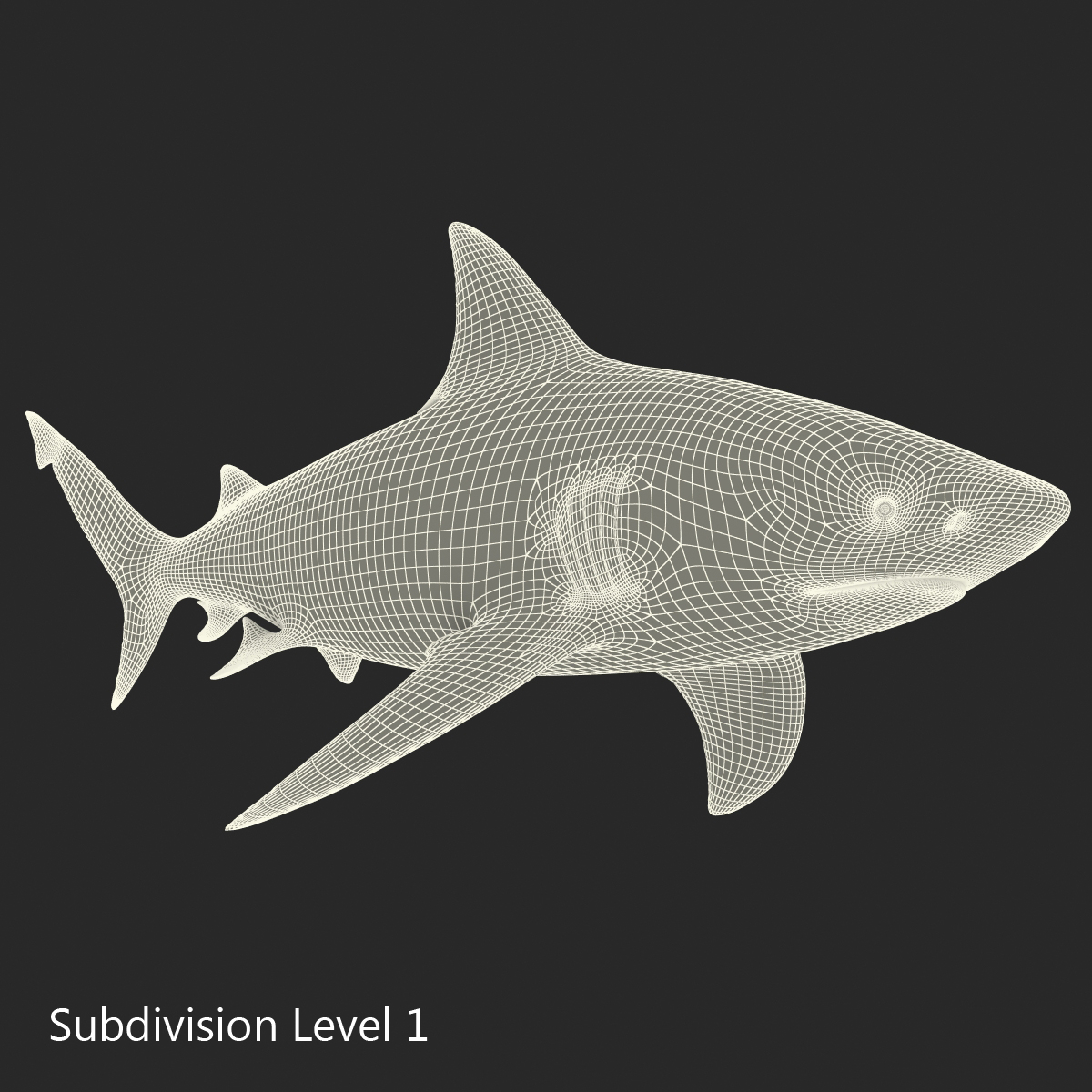 bull shark rigged 3d ma