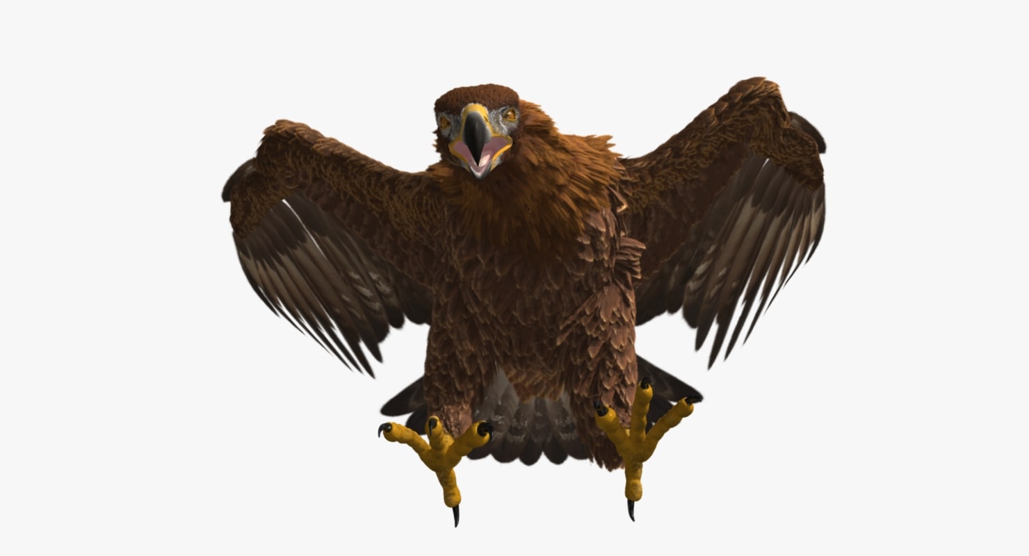 golden eagle