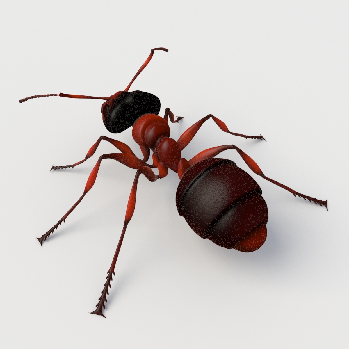 蚂蚁(rigged)3d模型